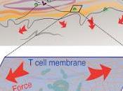 #Cell #cellulesT #cytotoxicité #synapseimmunologique #perforine cellules cytotoxiques utilisent force mécanique pour potentialiser l’élimination cibles