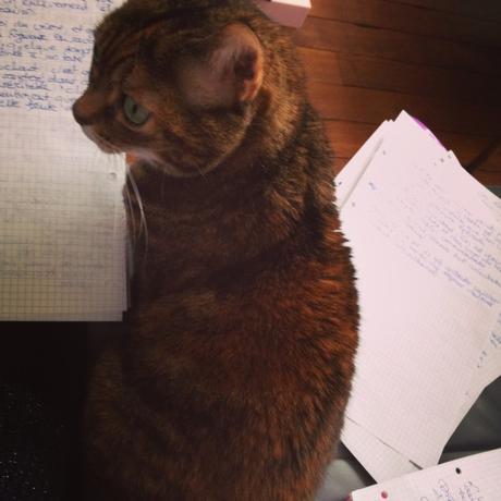 writing cat 2