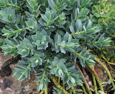 Euphorbe de Corse (Euphorbia myrsinites)