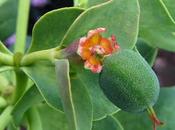 Euphorbe Corse (Euphorbia myrsinites)