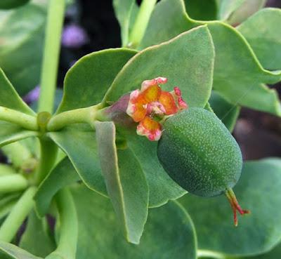Euphorbe de Corse (Euphorbia myrsinites)