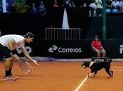 Découvrez ramasseurs balles d’une nouvelle race