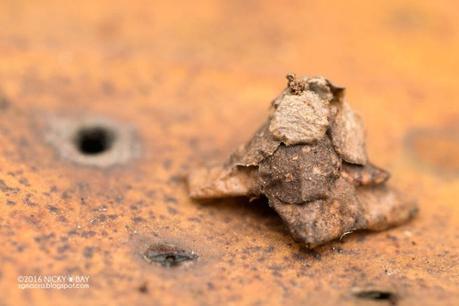 Macro photographies par Nicky Bay Macro photographies par Nicky Bay