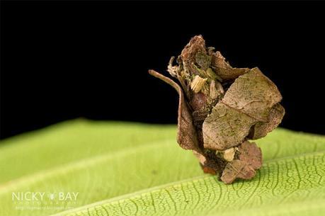 Macro photographies par Nicky Bay Macro photographies par Nicky Bay