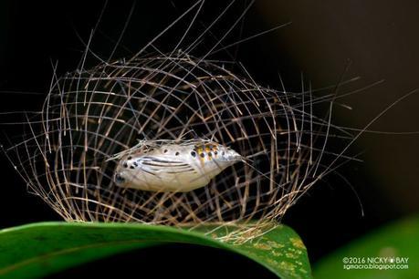 Macro photographies par Nicky Bay