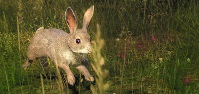 Rabbit Angstrom (le déserteur)