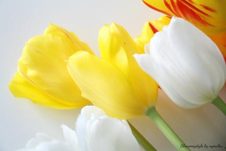 Tulipes 