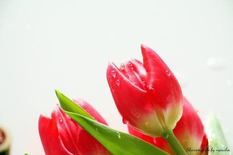 Tulipes Rose 