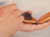 Dorayaki recette film delices tokyo