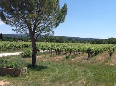 Les sœurs Vigneronnes* qui font rimer Passion et Innovation ! 1