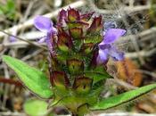 Brunelle Prunella vulgaris