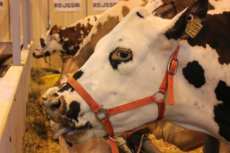 Le Salon International de l’Agriculture 2016