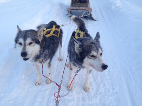Envie #172 : Faire du chien de traineau en Laponie ! laponie rovaniemi finlande