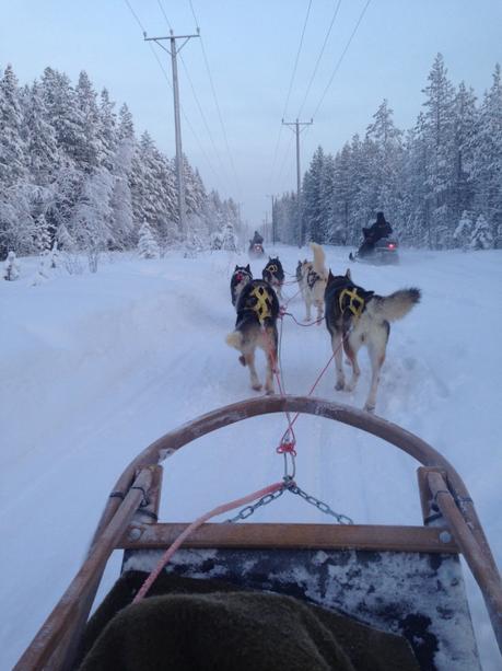 Envie #172 : Faire du chien de traineau en Laponie ! laponie rovaniemi finlande