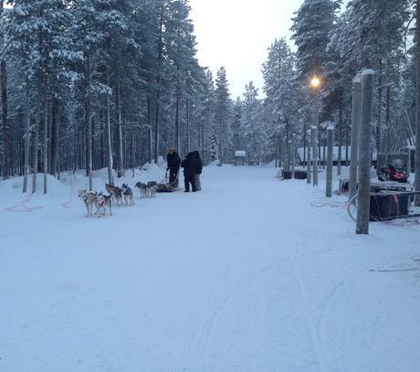 Envie #172 : Faire du chien de traineau en Laponie ! laponie rovaniemi finlande