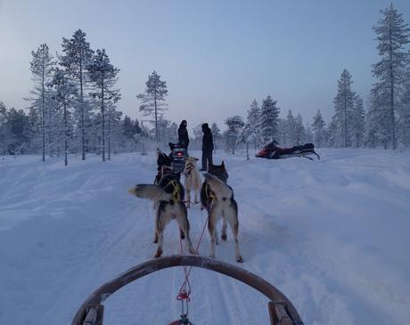 Envie #172 : Faire du chien de traineau en Laponie ! laponie rovaniemi finlande