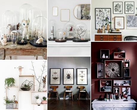 Le cabinet de curiosités | elephant in the room