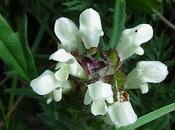 Brunelle Prunella laciniata