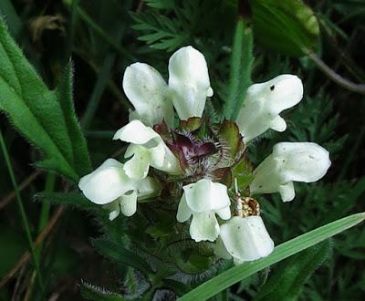 Brunelle (3) : Prunella laciniata