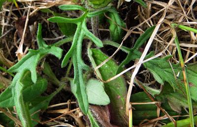 Brunelle (3) : Prunella laciniata