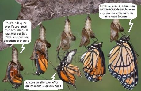 COMME LA TERRE DOPE L’ÉPI, LÉPIDOPTÈRE FAIT SA MUE