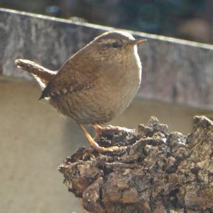 troglo P1000080.jpg.jpg