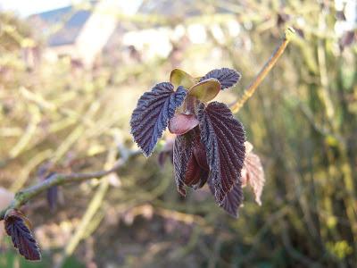 Pourquoi broyer de jeunes rameaux pour faire du BRF ?