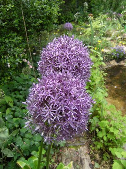 L'ail ornemental est intéressant pour sa floraison originale en forme de boule