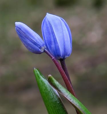 Trois vernales : Nivéole, Scille et Pulmonaire