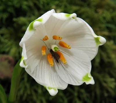Trois vernales : Nivéole, Scille et Pulmonaire