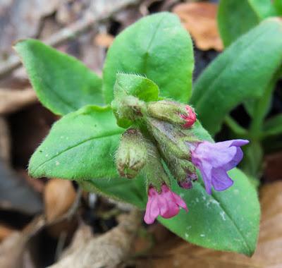 Trois vernales : Nivéole, Scille et Pulmonaire