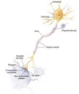 DOULEUR: L'équipe de neurones qui appelle l'ocytocine à la rescousse – CNRS et Neuron