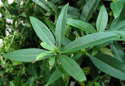 Plante tinctoriale (1) : Rubia tinctorum (Garance des teinturiers)