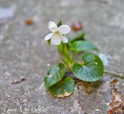 ❀Fleur de bitume❀