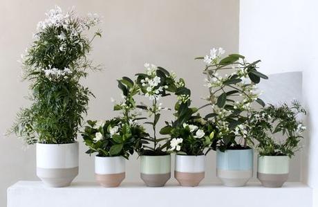 OHF plantes blanches 00