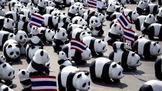 Bangkok et ses 1600 Pandas: silence on expose