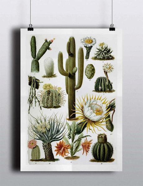 Antique cactus print