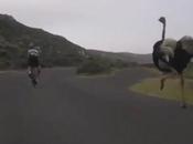 Quand autruche prend chasse deux cyclistes