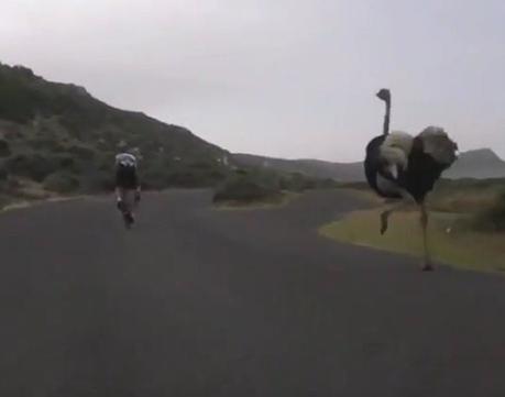 Quand une autruche prend en chasse deux cyclistes