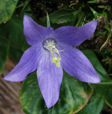 Plante tinctoriale (3) : Campanula pyramidalis (Campanule pyramidale)