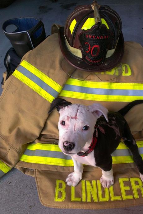 Ce chiot sauvé des flammes et grièvement brûlé a fini par devenir sapeur-pompier