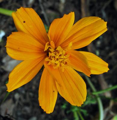 Plante tinctoriale (4) : Cosmos sulphureus (Cosmos sulphureux)