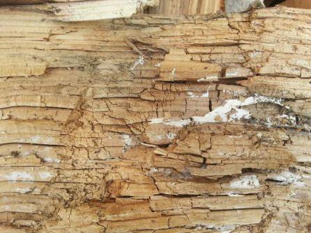 Supprimer les mousses et champignons sur les bois extérieurs