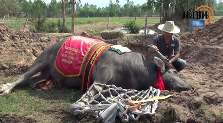 Thaïlande- Funerailles de Baiyok, prince des buffalos (vidéo)
