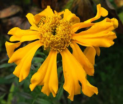 Plante tinctoriale (5) : Tagetes patula (Œillet d'Inde)