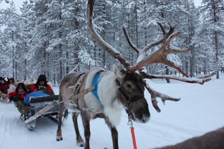 Envie #174 : Une excursion en traineau tiré par un renne en Laponie IMG_5231