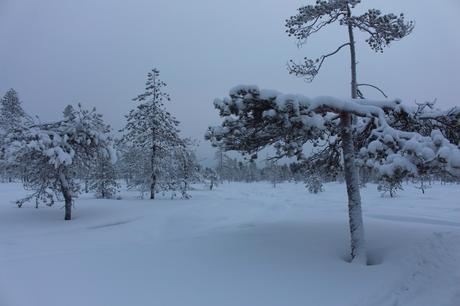 Envie #174 : Une excursion en traineau tiré par un renne en Laponie excursion rennes laponie rovaniemi