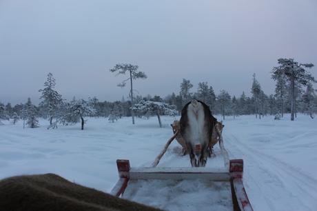 Envie #174 : Une excursion en traineau tiré par un renne en Laponie excursion rennes laponie rovaniemi