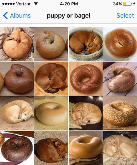 Puppy ou bagel ?