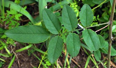 Plante tinctoriale (6) : Indigofera heterantha (Indigotier)